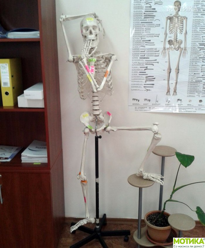 skeleti (6)