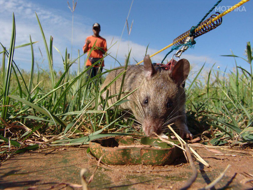 27hero-rats-bomb-demining-africa-apopo-27