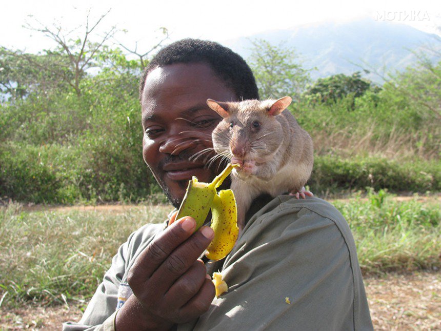 28hero-rats-bomb-demining-africa-apopo-28