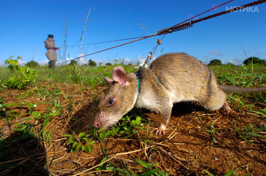 34hero-rats-bomb-demining-africa-apopo-39