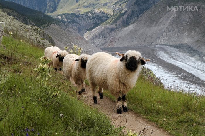 valais_blacknose_sheep_03