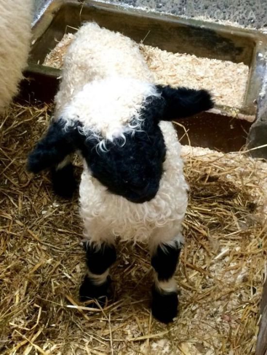 valais_blacknose_sheep_04