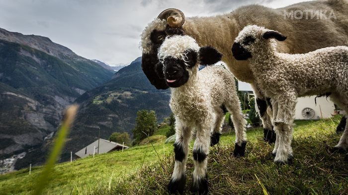 valais_blacknose_sheep_10