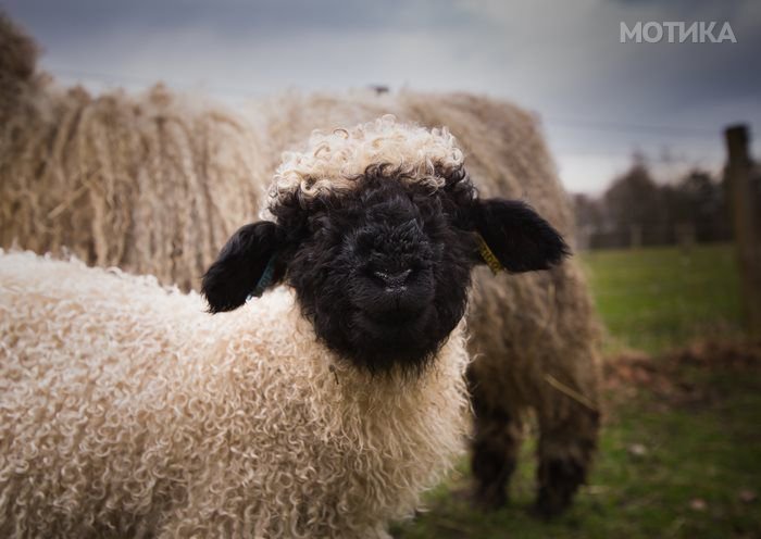 valais_blacknose_sheep_11